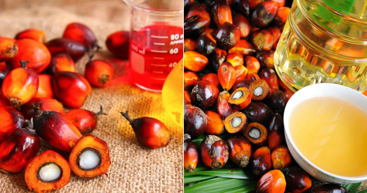 Стоит ли бояться пальмового масла? — WellDaily