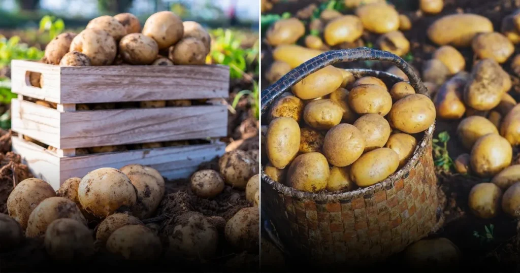 Белый, желтый, красный и фиолетовый: какой картофель лучше для варки, запекания или жарки