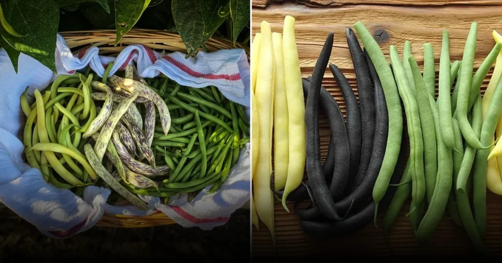 Рецепт маринованной стручковой фасоли на зиму